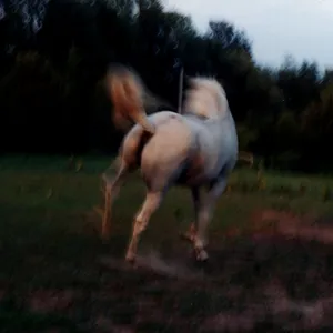Zane, a retired Thoroughbred, enjoyed life and amusing his caregivers